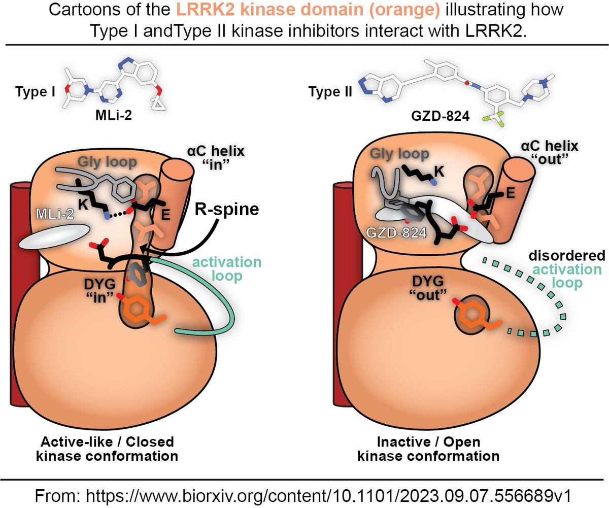The LRRK2 kinase is a major drug target for Parkinson’s Disease (PD). These structures visualize different types of kinase inhibitors binding to wildtype and PD mutant versions of LRRK2. Important advance for PD research by our @ASAP_research team.