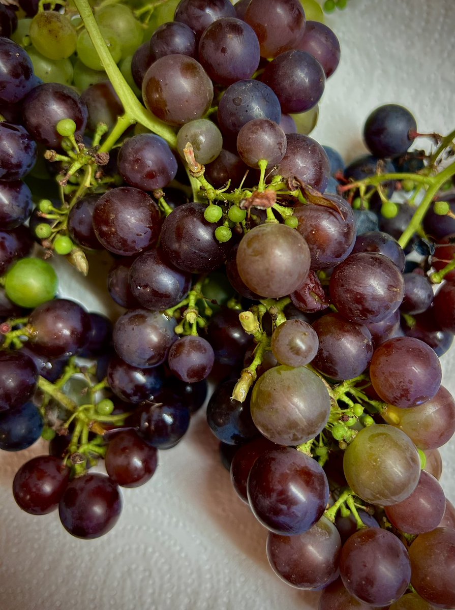 Freshly picked.🍇#mybackyard #grapes #foodforest