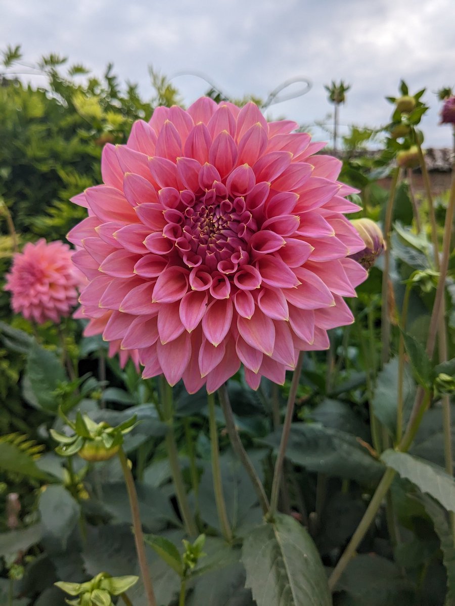 Debs Cooper RN tweet media