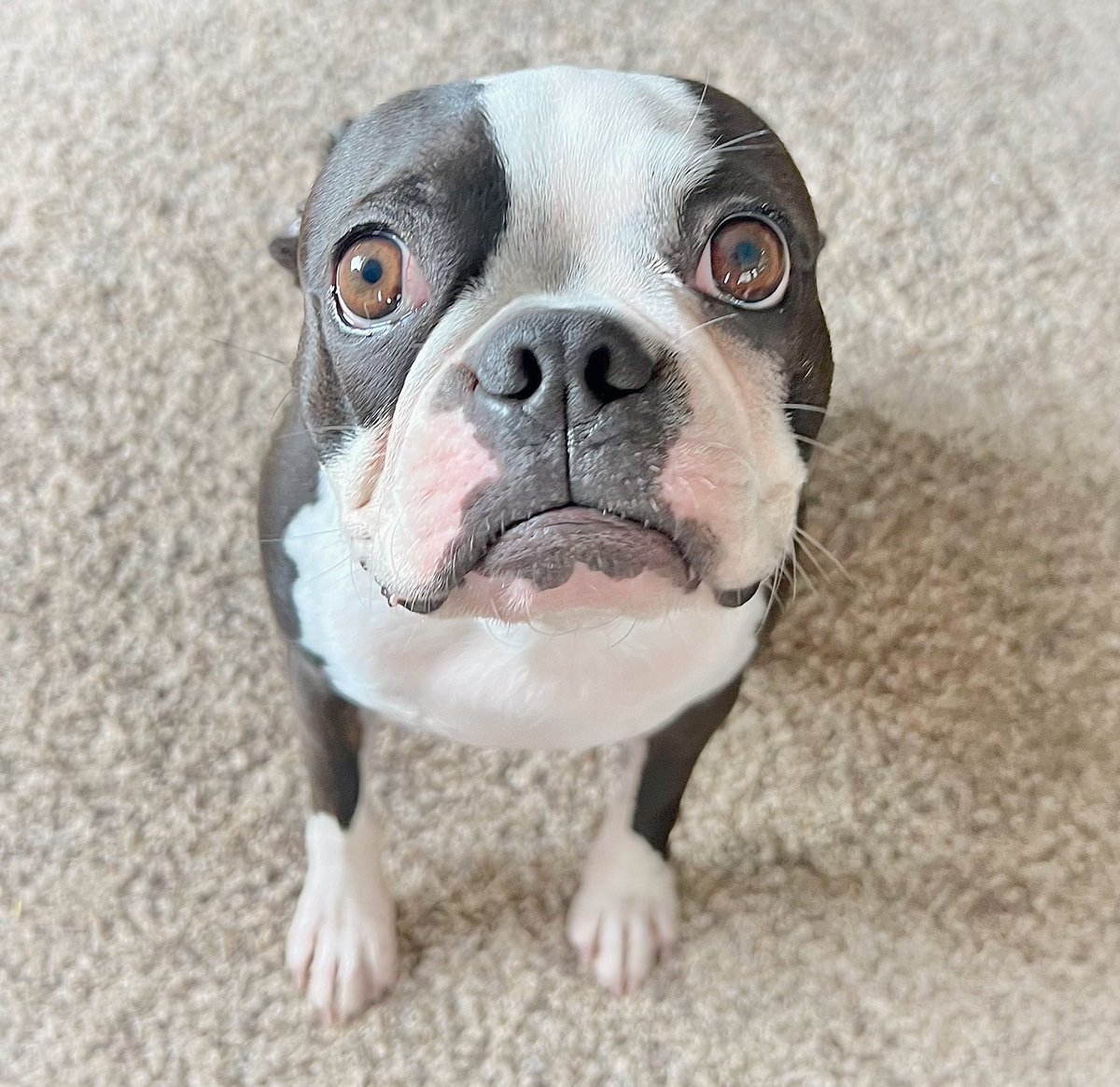 “Please don’t go on errands without me” 🥹
#puppydogeyes #doglover #bostonterrier #dogsftwitter