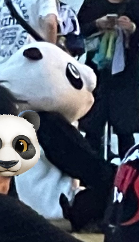 chemmy_photo's tweet image. 彼は(彼女？)生きて帰れたのだろうか🐼雨降ったりやんだりだったし。
関西のフェス名物パンダ。
ダイブもサークルもやって
ラストのヘイスミ前にこんなんやったけど🐼
サービス精神素晴らしいからみんなと撮影もしてあげてた🐼
目が...🐼
#ハジマザ2023