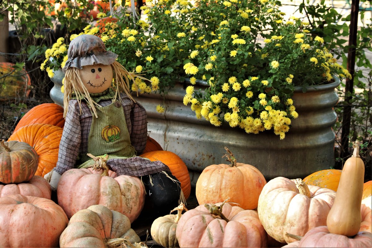Wabash_WB's tweet photo. Please join us for our Fall Festival, Sunday, September 17th from 1-5pm!
Craft Fair, Bounce House, Food Trucks, Pony Rides and Live Music by 35 Trax
For more information call 260-274-0444 https://t.co/CjssQNIPwp