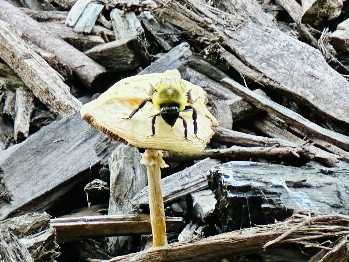 saw this bee hanging out on a mushroom, I named him Mario