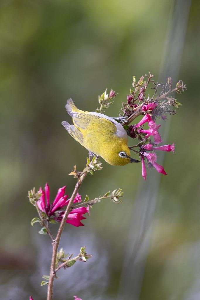 Nature's Poetry In Motion 
Indian White-Eye 
#IndiAves
#wildlifephotography 
#Uttrakhand
#incredibleindia 
#natgeoyourshot
#natgeoindia 
#natgeowild 
#canonphotographers 
#canonphotography 
#canonindia
#birds
#photographylovers