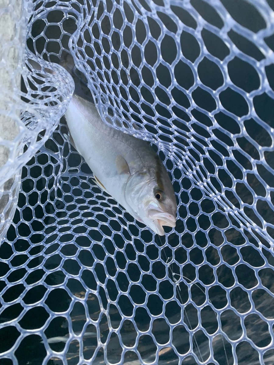 BoAmApQ8fG0oyhd's tweet image. 今日はミニ青物たちと遊んできました。😊

フリッツ 今日も良い仕事しました。🌟

しかし、まさかの沖で根掛かりして思い出のルアーが殉職…

帰りに黄色い壁の店で2代目を格安でGET‼️

今週もありがとう和歌山‼️✨

#TackleHouse #Flitz