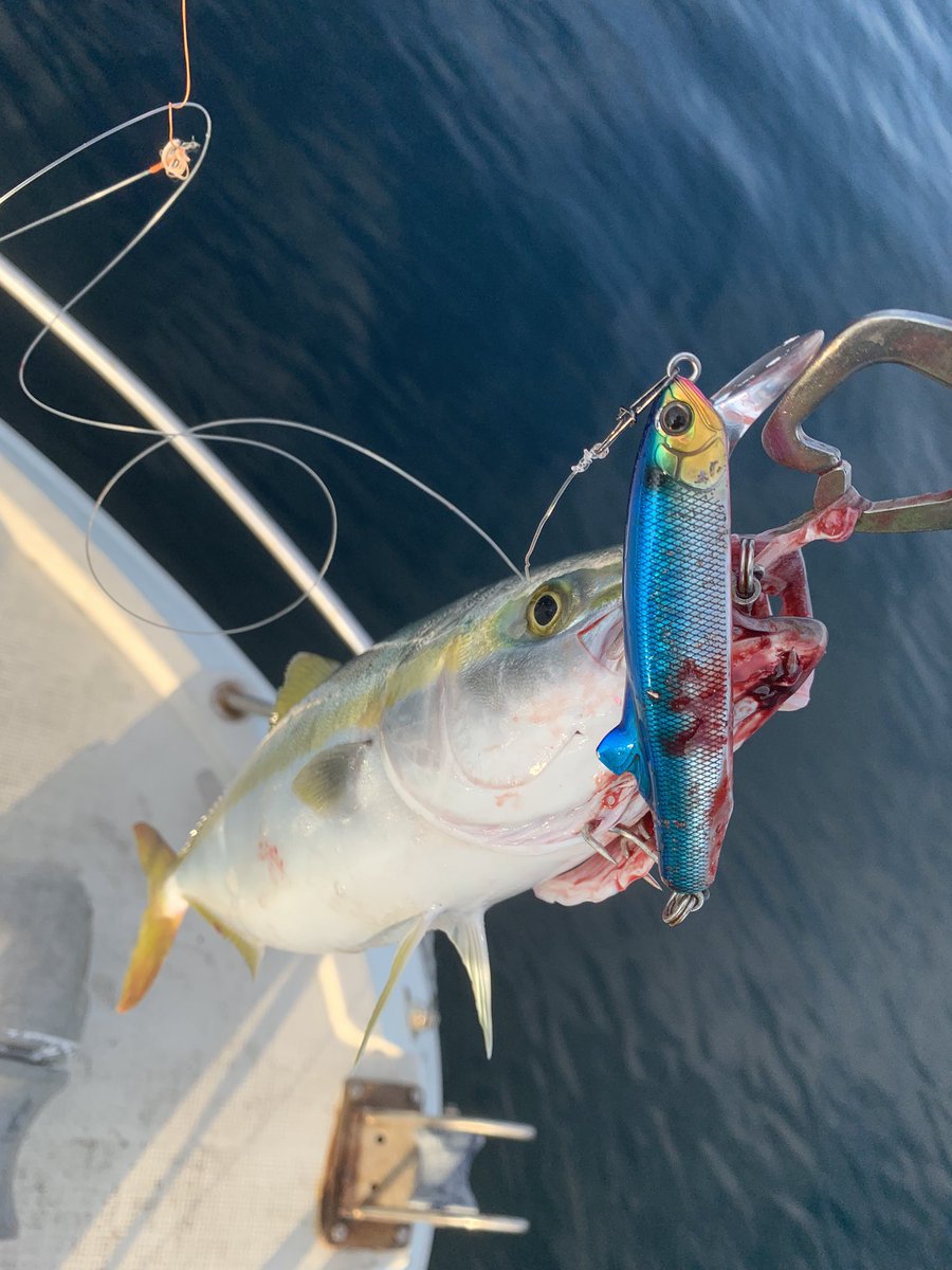 BoAmApQ8fG0oyhd's tweet image. 今日はミニ青物たちと遊んできました。😊

フリッツ 今日も良い仕事しました。🌟

しかし、まさかの沖で根掛かりして思い出のルアーが殉職…

帰りに黄色い壁の店で2代目を格安でGET‼️

今週もありがとう和歌山‼️✨

#TackleHouse #Flitz