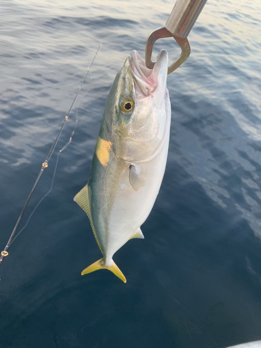 BoAmApQ8fG0oyhd's tweet image. 今日はミニ青物たちと遊んできました。😊

フリッツ 今日も良い仕事しました。🌟

しかし、まさかの沖で根掛かりして思い出のルアーが殉職…

帰りに黄色い壁の店で2代目を格安でGET‼️

今週もありがとう和歌山‼️✨

#TackleHouse #Flitz