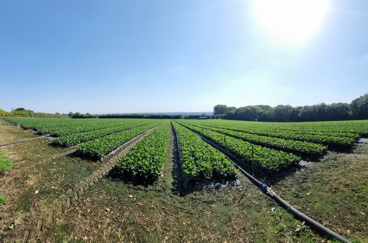 Dan Hawes tweet media