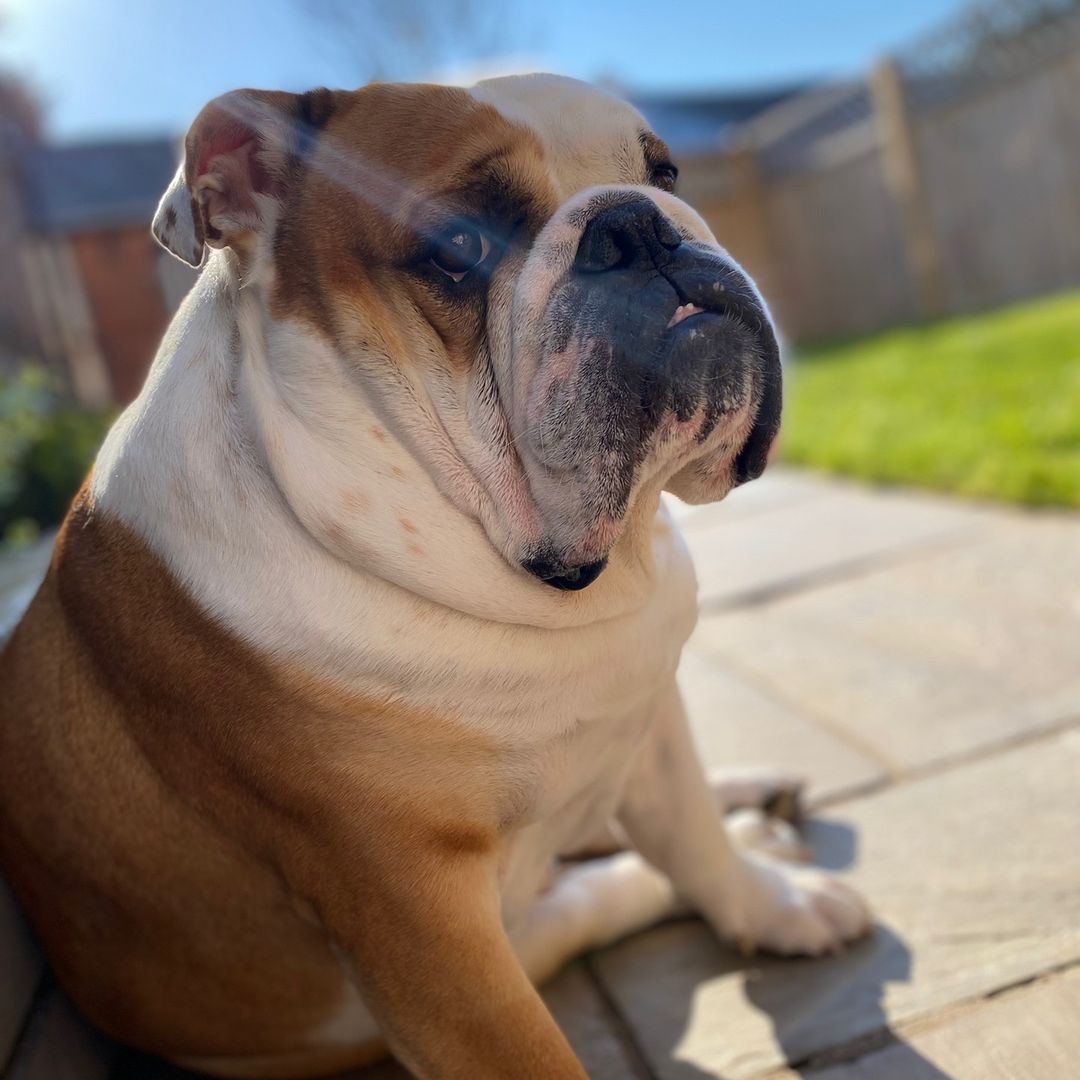 Bulldog_love_'s tweet photo. Happy #DoubleSunday everyone! If it's a regular #Monday wherever you are just start week tomorrow!!  🐶🐾🐾❤️ https://t.co/yXTHeHPdcS