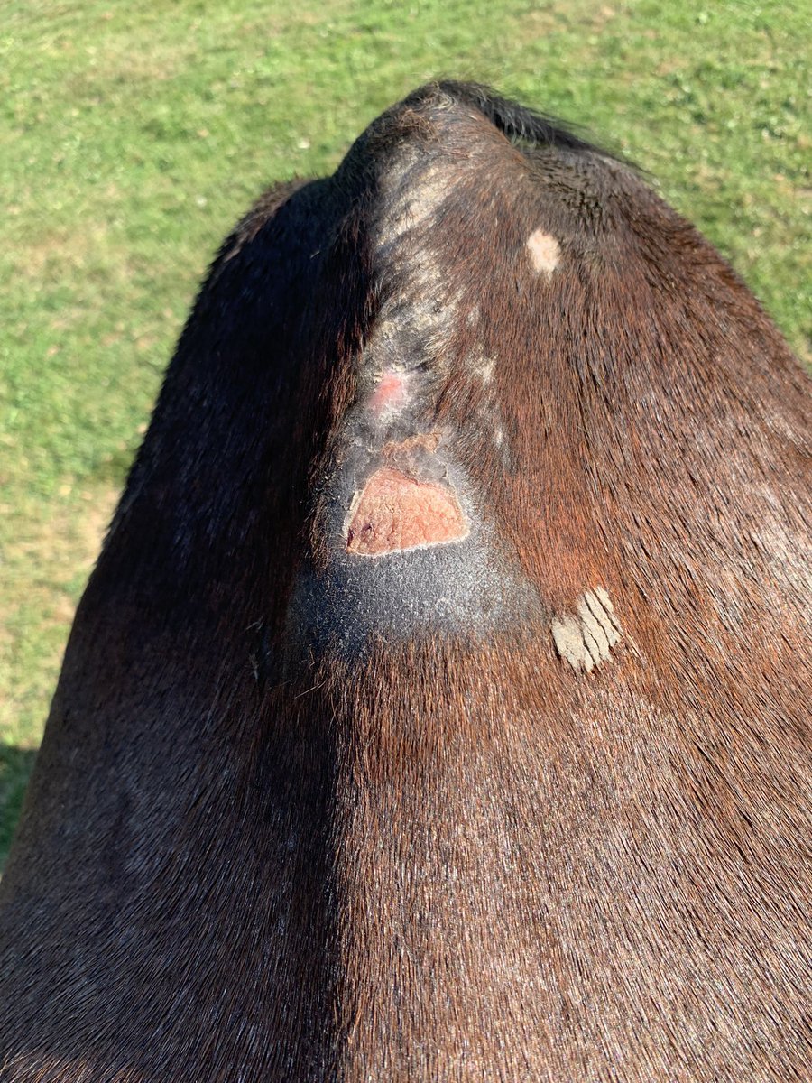 Bonjour <a href="/Decathlon/">Decathlon</a> ! Pouvez vous me mettre en relation avec un chef de produit «équitation » svp ! J’aimerais faire un feed-back sur un produit acheté il y a à peine 1 mois 😢