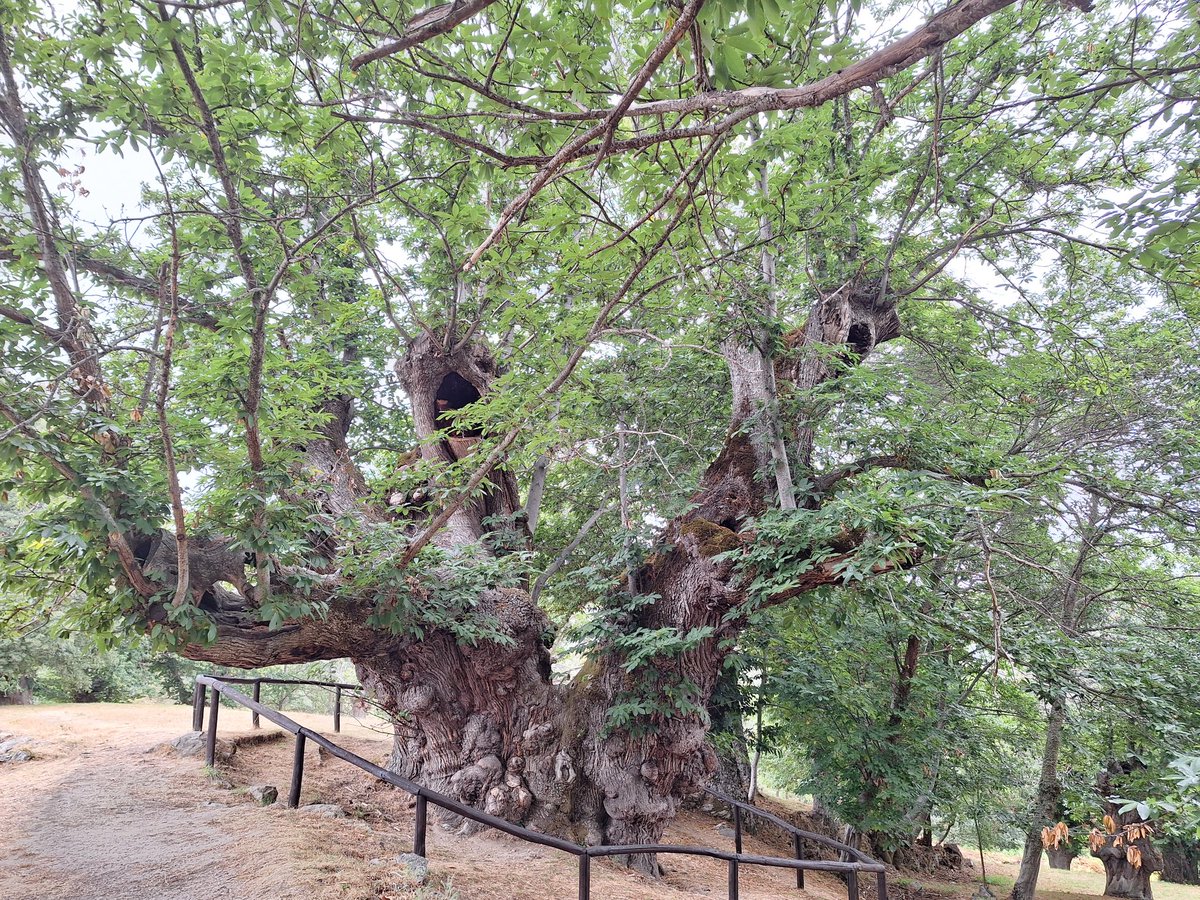 Castiñeiro de Pombariños. Sweet Chestnut tree, believed to be more than 1000 years old and with 13.85m of diameter. Can you imagine everything that this beautiful being has seen and witnessed! It's one of my favourite trees and always try to visit it when I go to Galicia