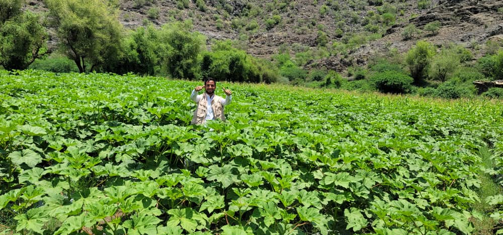 SFDYemen's tweet photo. Small holder farmers of BaniSwaid found knowlege &amp; technology as a vital gateway for scalable #livelihoods #Dhamar.

This #SocialProtection response makes households resilient to #ClimateChange, increases sustainability of outcomes &amp; maximizes benefits of aid.

Funded by @IFAD https://t.co/hdKQdtdQum