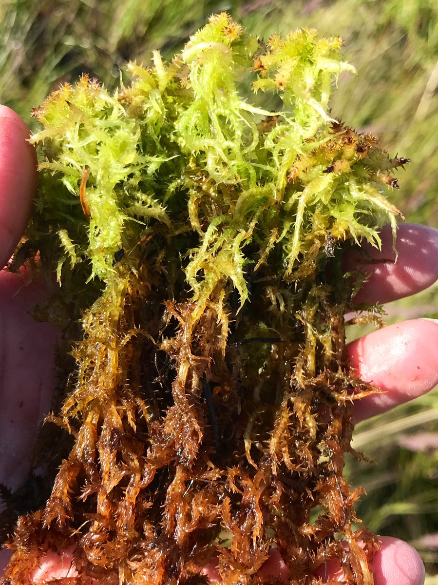 Behold the near magical world of Sphagnum moss. The young cells at the top of each plant are lined with acids that release protons into the environment. This helps the moss trap nutrients and lower pH, making them carbon storage experts and wicked competitors. RESPECT THE MOSS!