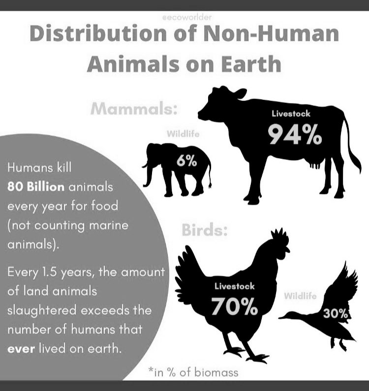 ☠️ #WarOnWildlife #BiodiversityCrisis *latest estimate: ~92 billion (land only) animals killed every year 

blog.humanesociety.org/2023/06/more-a…