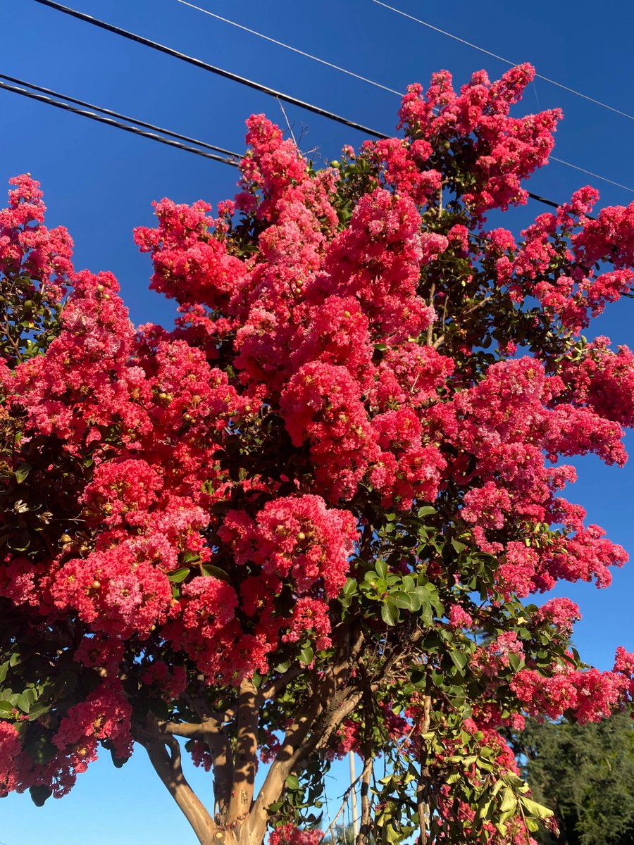 LA's morning run at 6:00 or so the sun quietly reveals its light, the air is fresh, surrounded by beautiful company, marveling at the beauty of the world, all the way to the beautiful can not help but press the shutter.