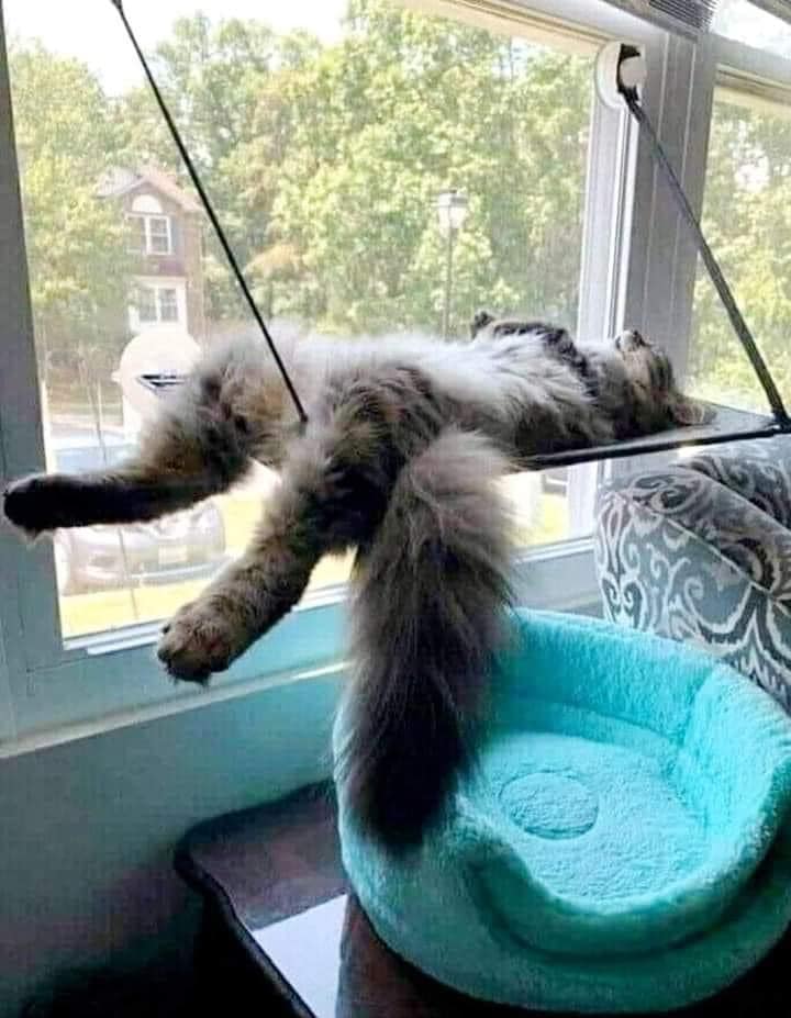 GreenHemUSA's tweet image. 😎 Have a relaxing Sunday!😎

Tangram Media Inc.  
☎️ (877) 426-8880  
🌎 tangrammedia.com  
#tangrammedia #tangrammedianc #webdesign #webdevelopment #socialmedia @TangramMedia