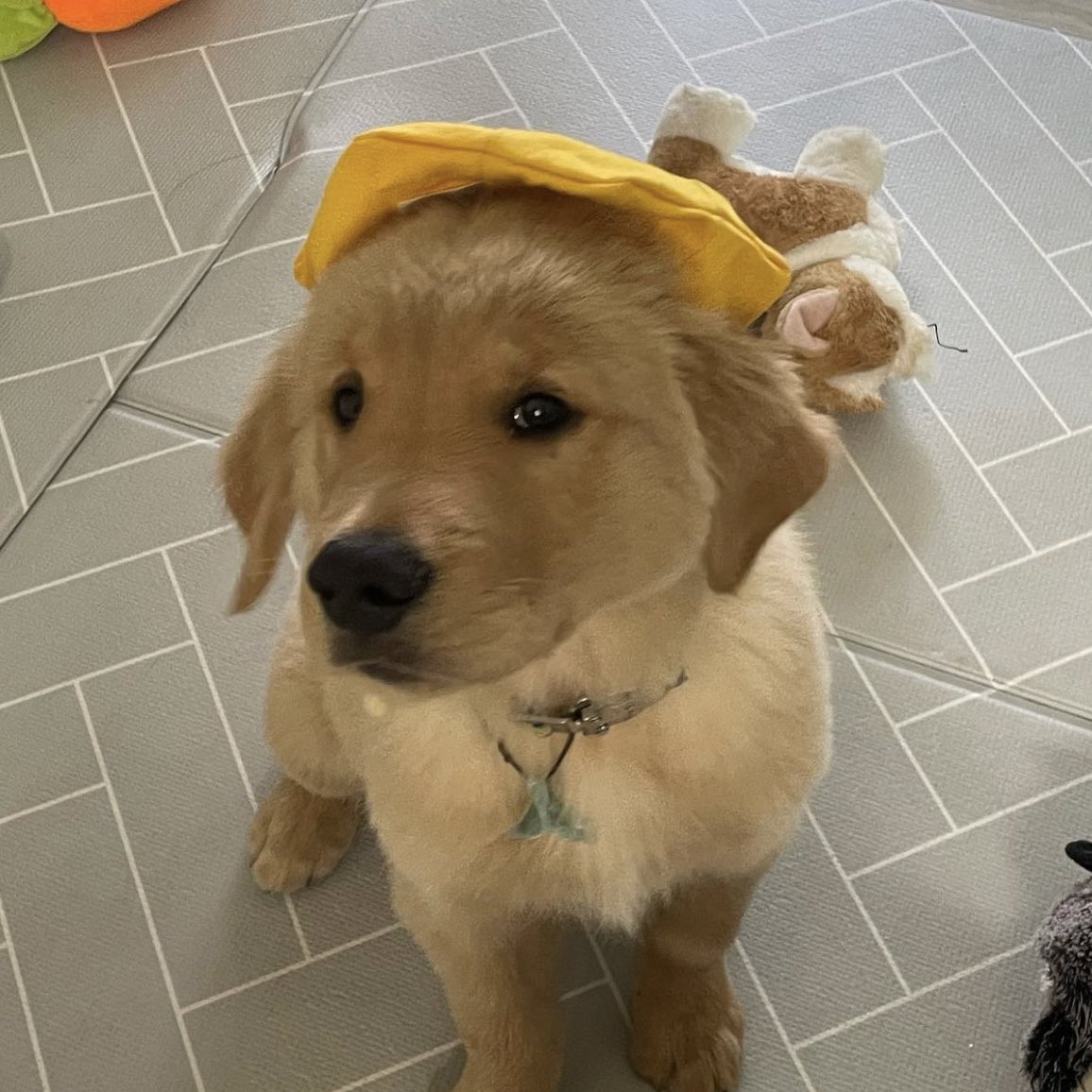 takemybear 🐶 tweet media