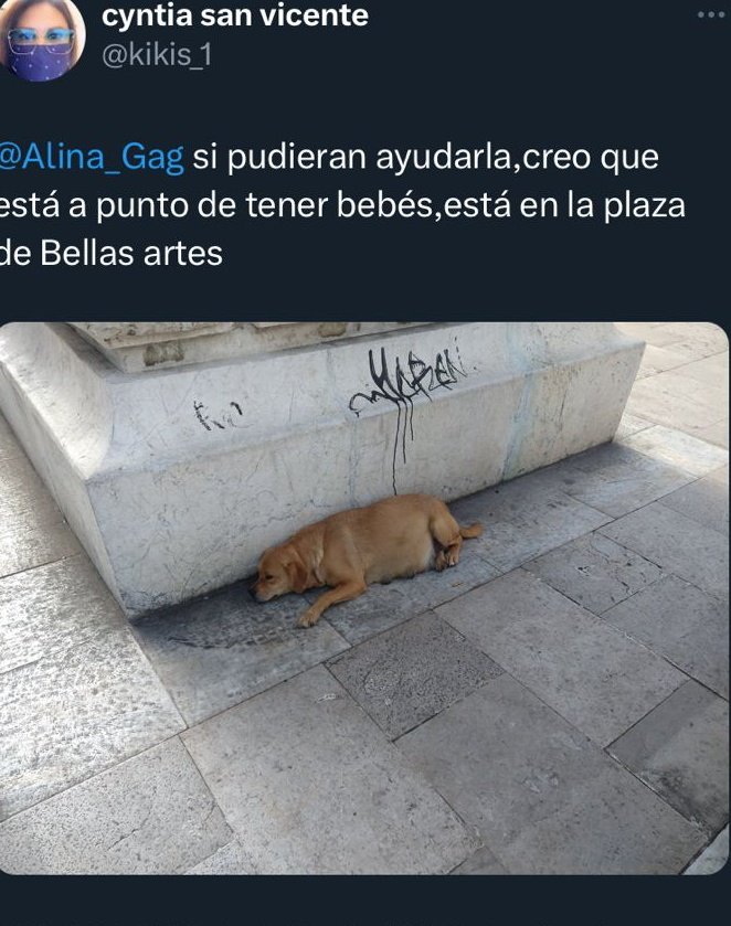 FundacionToby's tweet photo. Amigos, está perrita sigue en la calle, se encuentra en la alameda de Bellas Artes y está a punto de tener a sus crías, solicitamos apoyo para resguardo!!! 🙏🙏🙏 https://t.co/NWRpLzgIY5