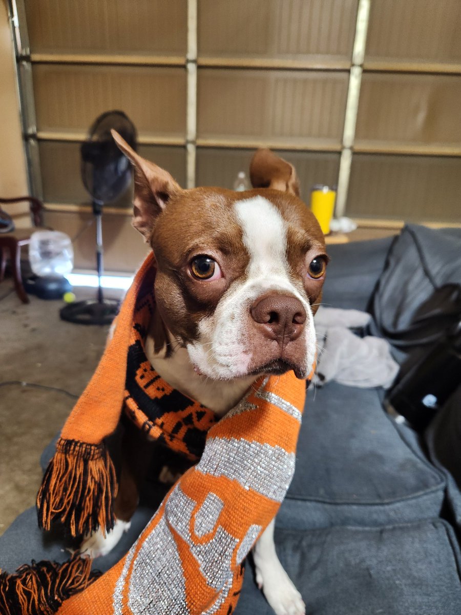tstephens1983's tweet photo. Are you ready for some FOOTBALL😝😝😝😝😝😝 @NFLonCBS @ESPNNFL @Bengals It's been so long, even my little buddy is ready🏈🥹🤪😝
 @NFLonFOX #WhoDey #NFL #bengals https://t.co/4vl4QIflkG