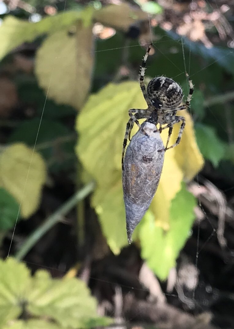 berjammar's tweet photo. A few spiders from the garden. Pupa, Hoverfly and Bucket. https://t.co/WGaXS2iTPr
