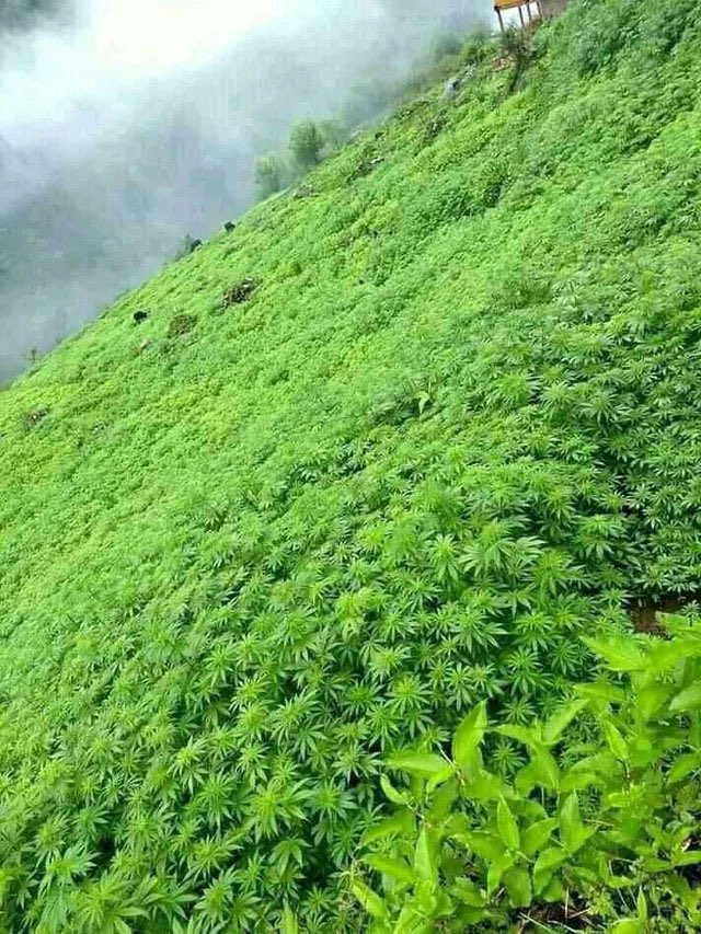 This is cannabis growing naturally in the Himalayas