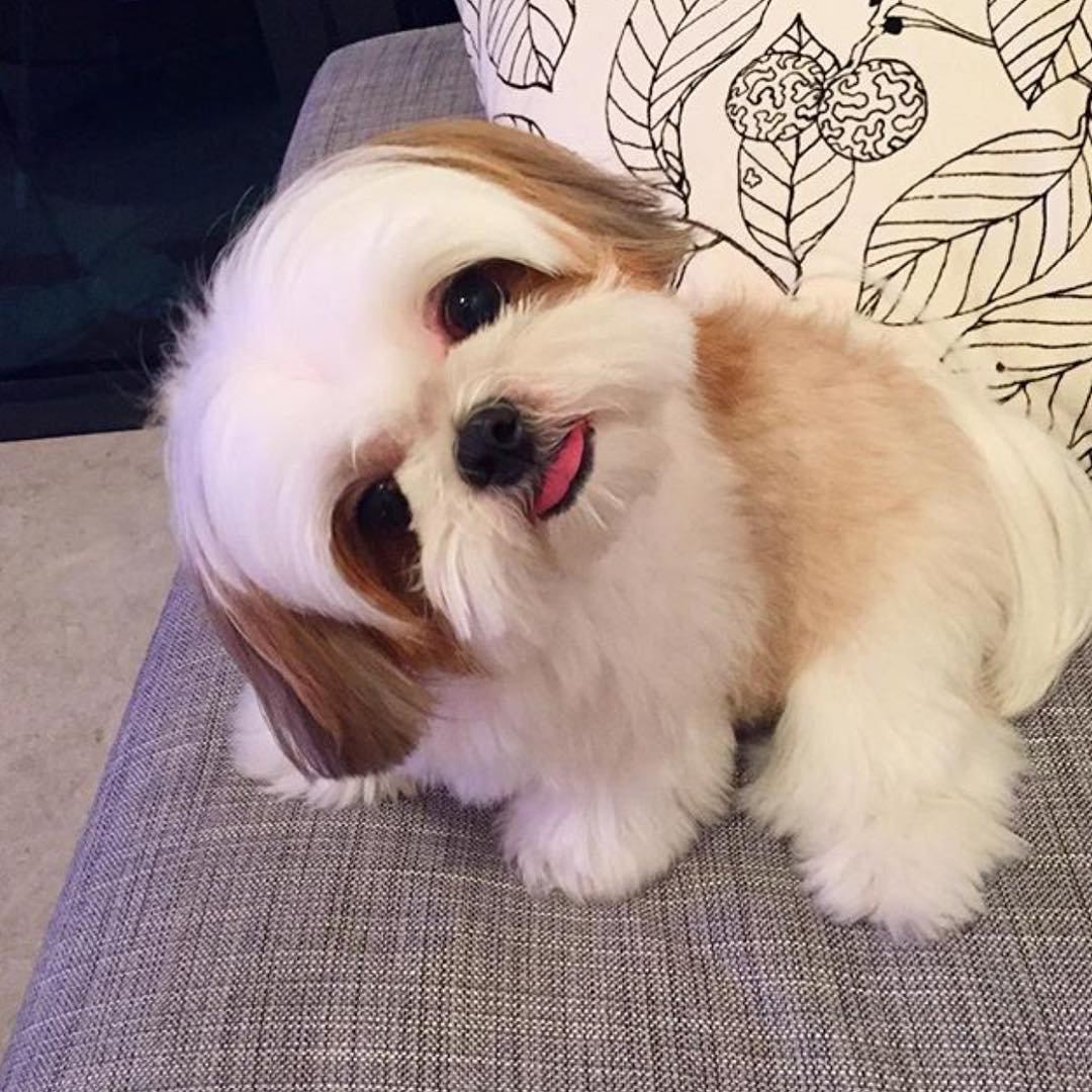 So adorable 🤗🐶🤗