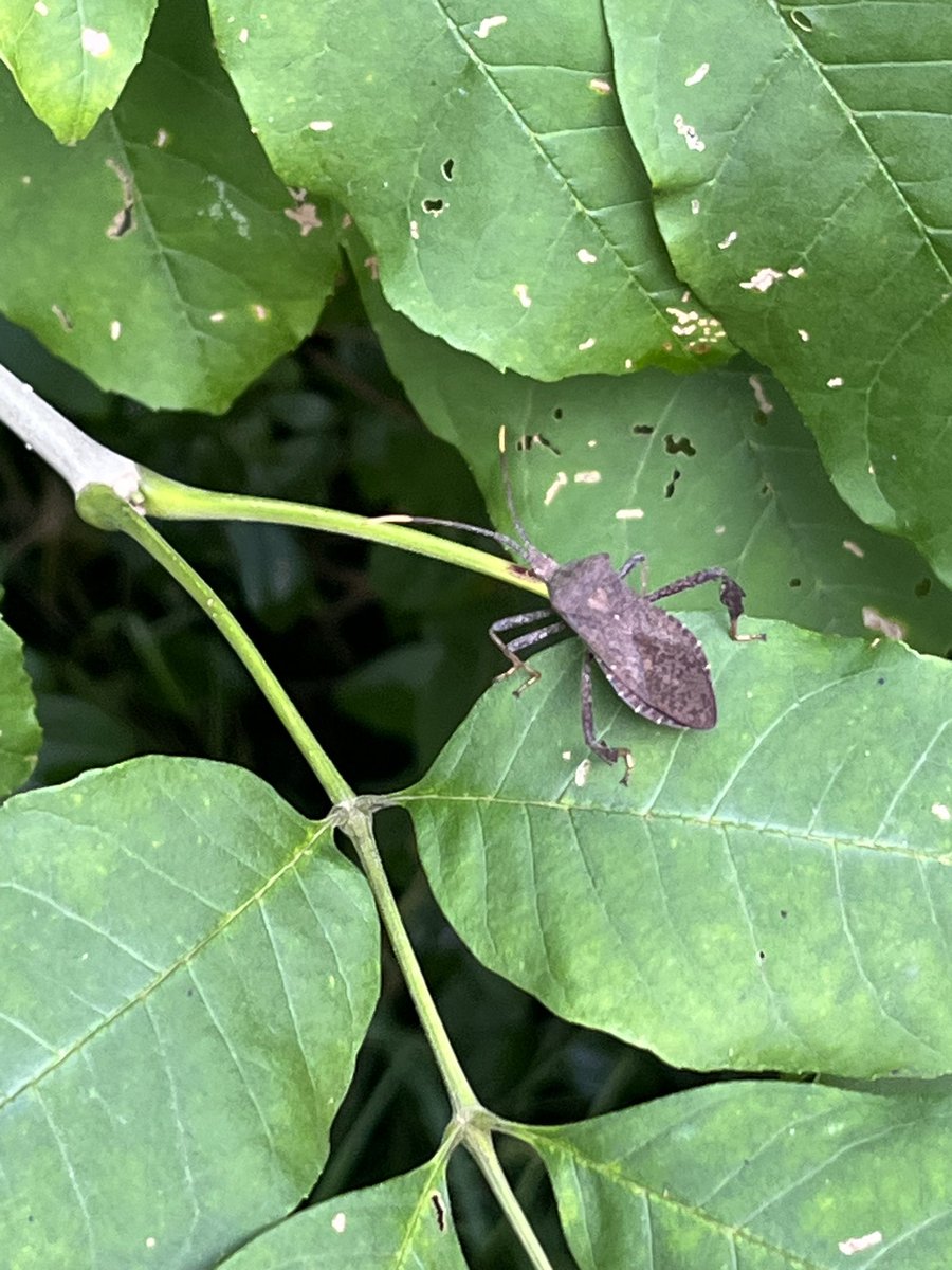 Outdoor insect hunt at Hardin Park to end our insect read aloud unit.