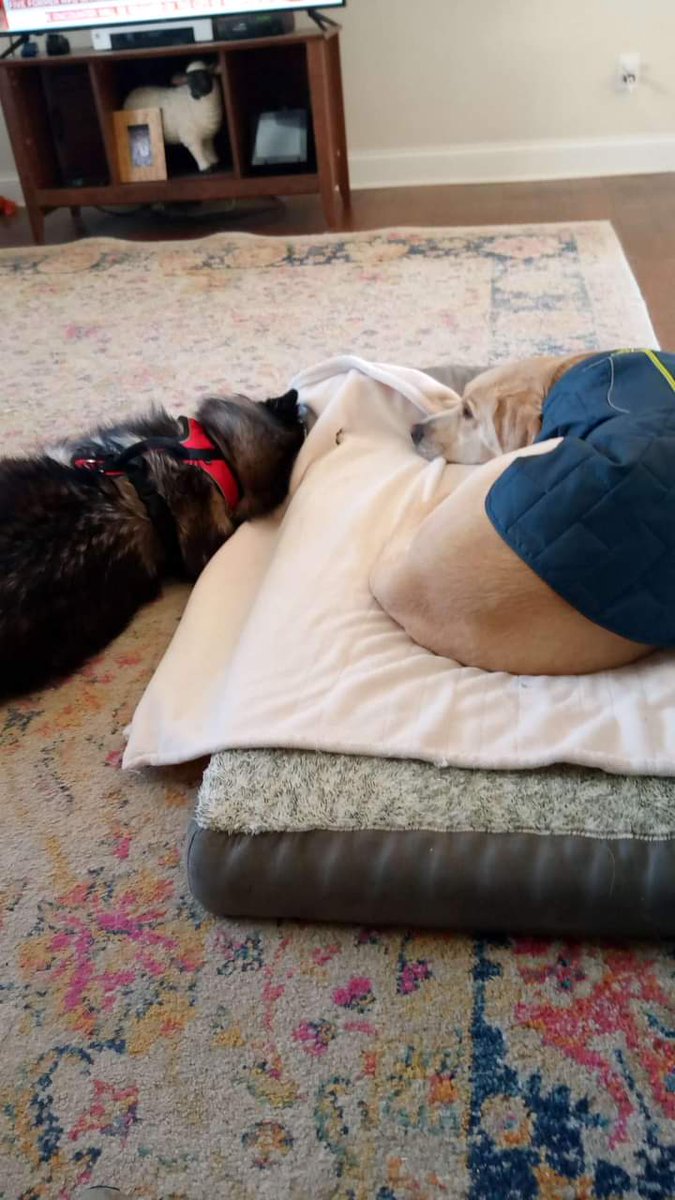 PetsofO's tweet photo. Owner was in accident.  Please see the pictures for the general location. The dogs are named Roxy and Lem. Roxy is a 15 year old husky who is very sweet but skiddish to loud noises. Lem is a 3-4 year old Lab IF SEEN TAKE TO CROSSROADS ANIMAL HOSPITAL https://t.co/9TckroZuGm