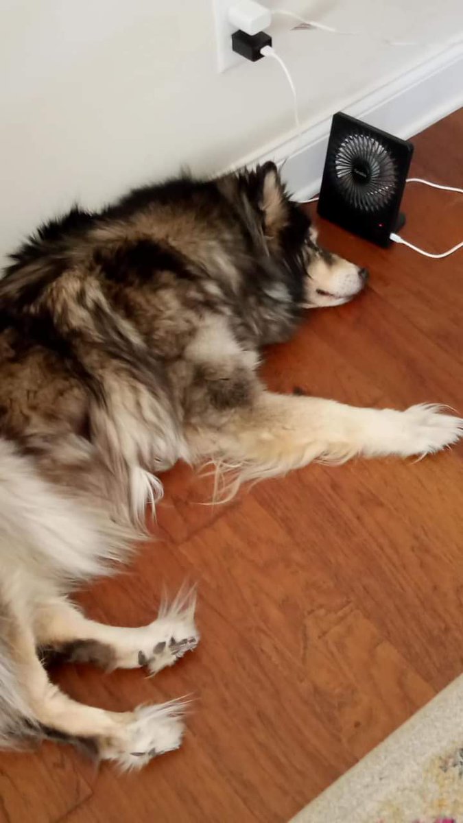 PetsofO's tweet photo. Owner was in accident.  Please see the pictures for the general location. The dogs are named Roxy and Lem. Roxy is a 15 year old husky who is very sweet but skiddish to loud noises. Lem is a 3-4 year old Lab IF SEEN TAKE TO CROSSROADS ANIMAL HOSPITAL https://t.co/9TckroZuGm