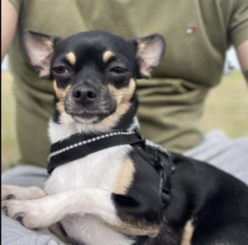 millypod1's tweet photo. TUX HOME SAFE. THANKS FOR RT's πππΎ
π8 SEPT 2023 #Lost TUX #ScanMeBlack And White Chihuahua Male
Wedmore Vale in #Bedminster/ #Knowle #BS3 #Bristol Last seen in #BS4 at 08:00am running towards Greenfield School. HELP NEEDED
https://t.co/ikvycjy0yq https://t.co/oOrDjo27Rt