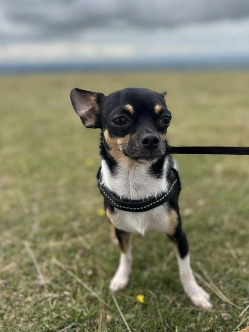 millypod1's tweet photo. TUX HOME SAFE. THANKS FOR RT's πππΎ
π8 SEPT 2023 #Lost TUX #ScanMeBlack And White Chihuahua Male
Wedmore Vale in #Bedminster/ #Knowle #BS3 #Bristol Last seen in #BS4 at 08:00am running towards Greenfield School. HELP NEEDED
https://t.co/ikvycjy0yq https://t.co/oOrDjo27Rt