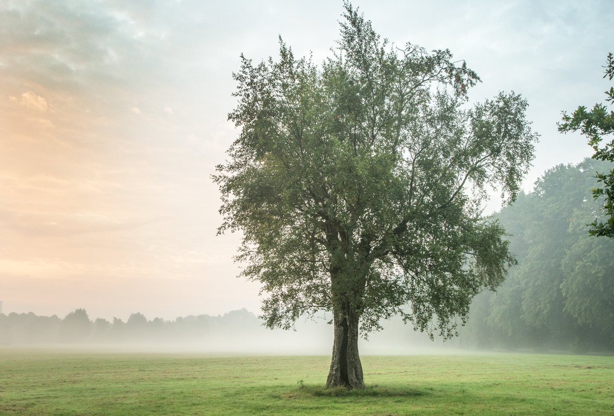 A series of tree photos, all taken early on Saturday morning at Haslam Park, Preston.

#preston #HaslamPark #trees #treephotography #photographylovers