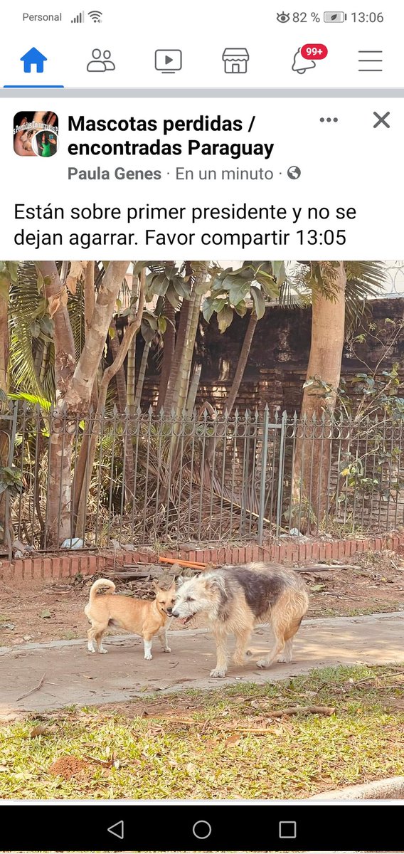 Miravalpy's tweet photo. @perdidospy @patitaperdidas @mascotitaspy @Ayudandopeludos están sobre 1er presidente... https://t.co/wnSQkFSYv7