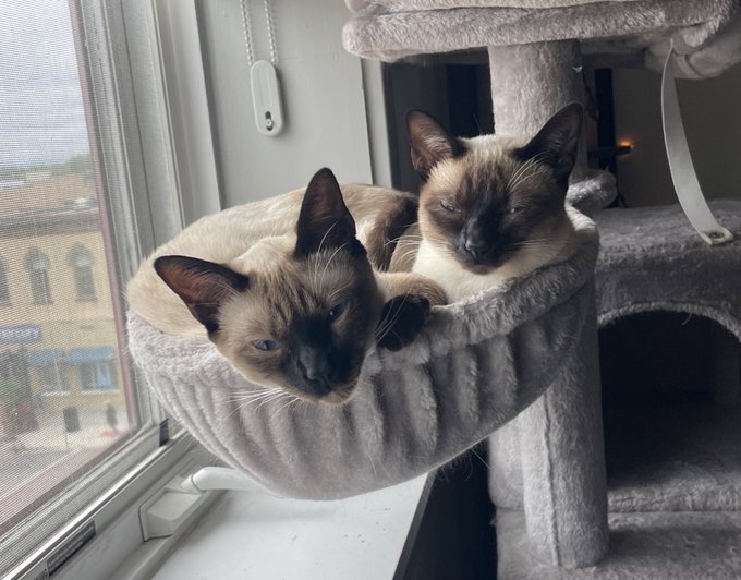 Bowl of cats. https://t.co/ULJmTOiD3L<a href="/tag/c2e2"class="tags"><span>#c2e2</span></a>