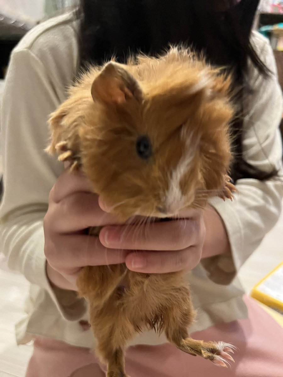 fluffy4474_1's tweet photo. アビシニアンモルモットベビー
生後3週間です✨
即お迎え可能です！
推定女の子でお顔に白い縦線がありめちゃくちゃ可愛い子です♡
パパがテディなので、次テディとかけると50%の確率でテディが産まれます☺️
ご家族募集中！
気になりましたらご連絡よろしくお願いします✨

#ご家族募集中
#モルモット https://t.co/mbfB5s6fcc