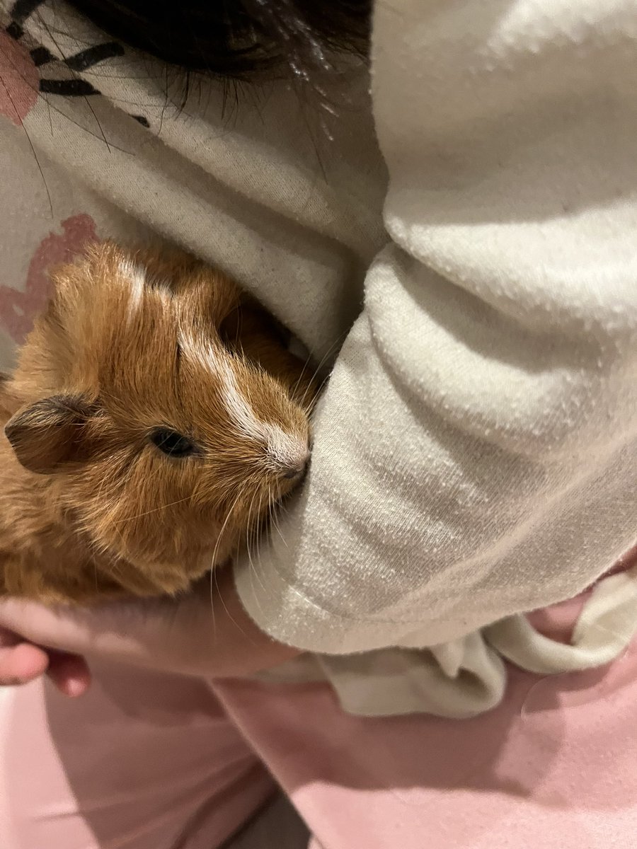 fluffy4474_1's tweet photo. アビシニアンモルモットベビー
生後3週間です✨
即お迎え可能です！
推定女の子でお顔に白い縦線がありめちゃくちゃ可愛い子です♡
パパがテディなので、次テディとかけると50%の確率でテディが産まれます☺️
ご家族募集中！
気になりましたらご連絡よろしくお願いします✨

#ご家族募集中
#モルモット https://t.co/mbfB5s6fcc