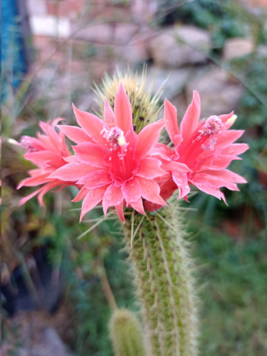 Alastair Culham tweet media