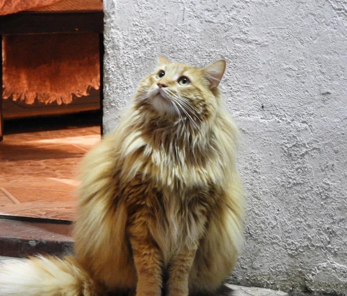 Valpolanco3's tweet photo. Nuestro gran Joaquín @yukasa369 revitalizando la salida del ascensor Polanco en el marco del @bajandofestival Polacán 2023 con el "Gatito" de la casa 😻
Gracias por el compromiso, en este tu segundo trabajo en @cerropolanco , que esta alianza perdure en el tiempo, tu talento https://t.co/T8HsvqGQ0s