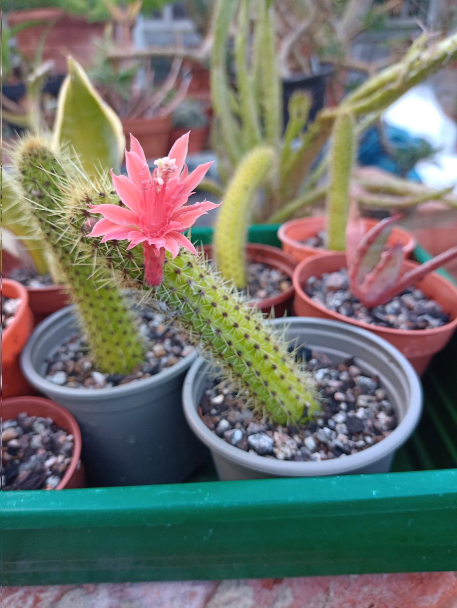 Alastair Culham tweet media