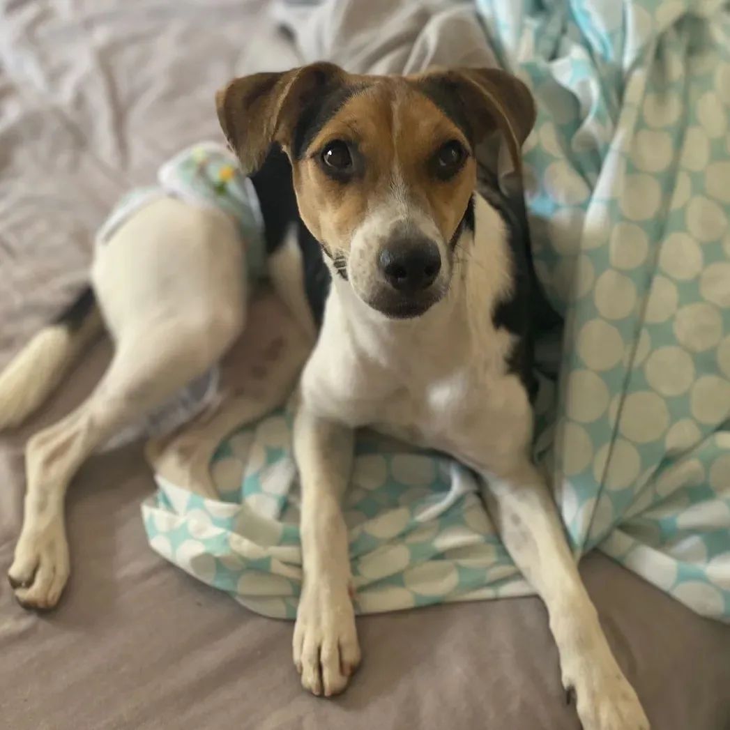 #GALIA 6 meses, abandonada en la puerta de una casa, no pueden quedársela y nos piden ayuda para que le busquemos familia, X bodeguero, por lo que es pequeña de tamaño, sumisa, sociable con perros, muy lista, se porta genial en casa...
✍️📧👇
adopcion.lasanimal@gmail.com