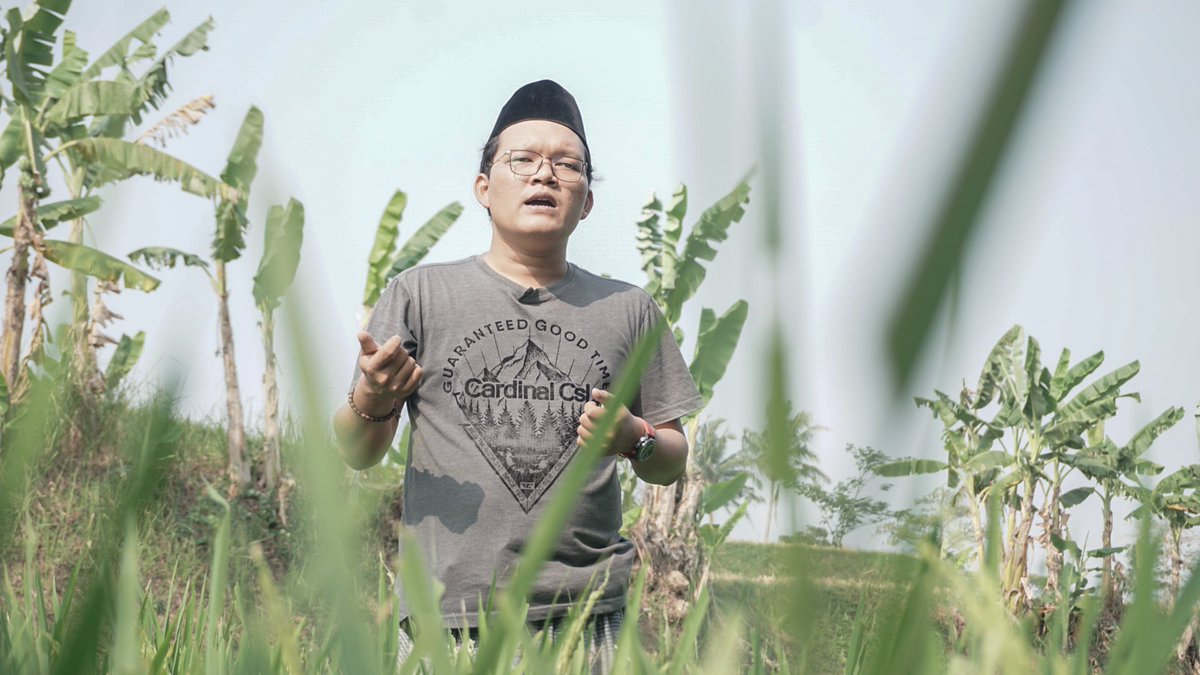 Ngonten tengah sawah begitu hijau Budidaya Padi Kemitraan BI
