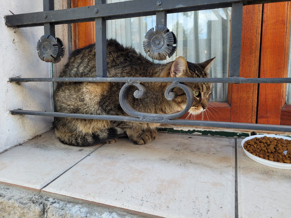 Gatita por fraga  entre concepcion arenal y Dorrego  Esta ahí hace un día perdida.  Retuit para que se enteren sus dueños y la vengan a buscar. Retuit por favor