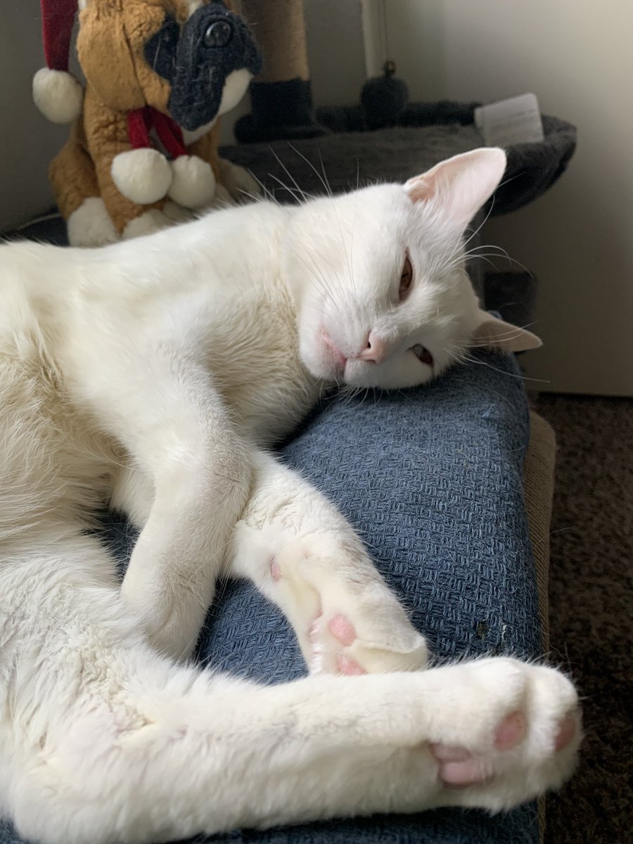 Good morning my much loved Twitter family! I’m not gonna be on much today-due my Beautiful Duckie. He fell from high place - thought he broke something! Took him to the emergency care . Nothing broken but both front legs sprained!  I be back soon.