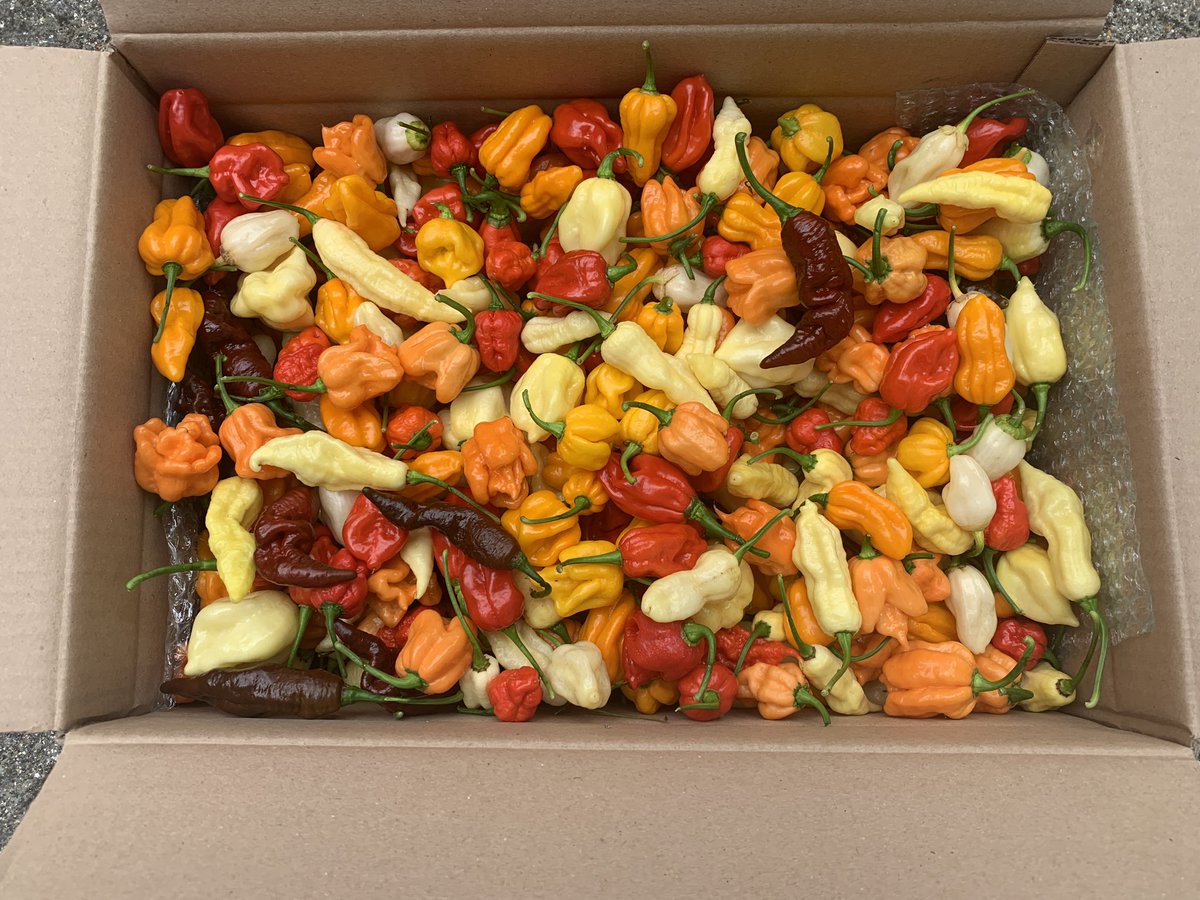 Chris TheLurch Saunders 🌶 tweet media