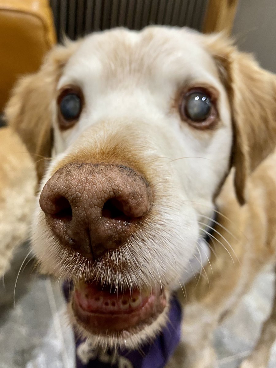 SpanielsSuper's tweet photo. @MyFurryMurray Of course I did

Sad thing is? I have been here nearly two years &amp; just discovered I love toast…. 
All that wasted time😔
All those lost slices 💔
#SuchATragicWaste 
#ButteredToast https://t.co/L6oNzWx36Q
