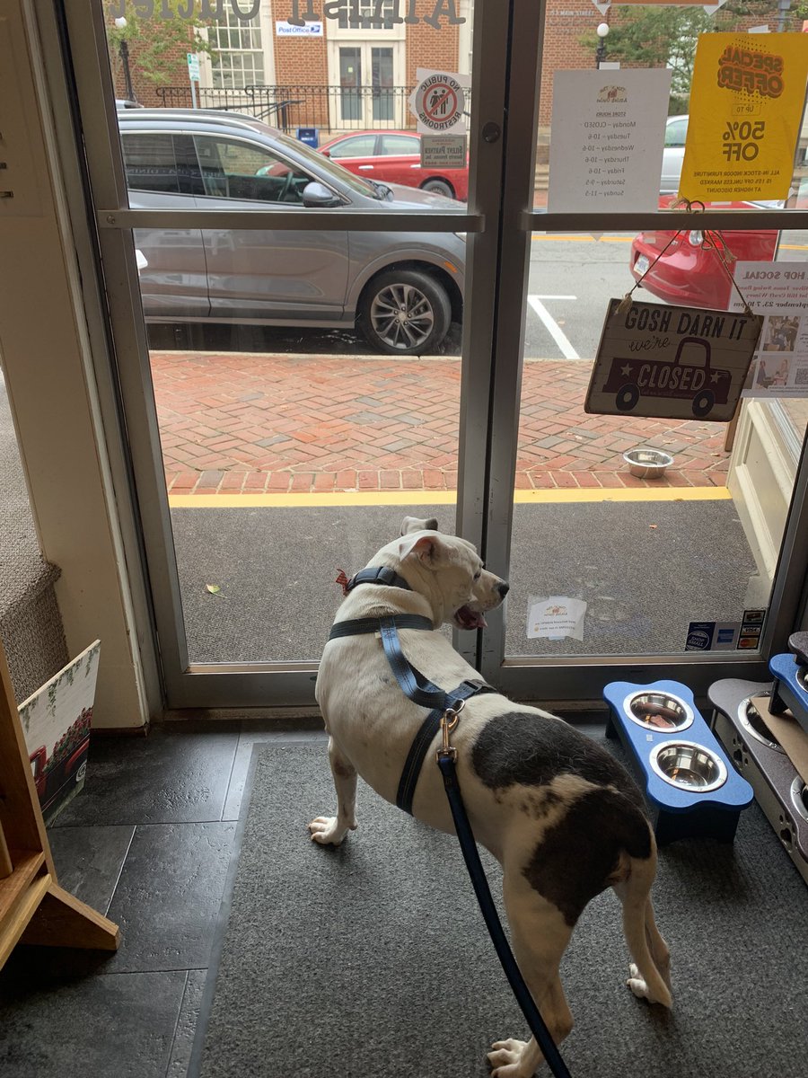 dcwingate's tweet photo. Blue Trippin Sunday pt2 ๐พ๐พ๐ถ
Soooo, dad took me to his worky place and I promptly ๐ฉโed on da floor and tried to get away but was outsmarted by the โpull doorโ ๐พ๐คฆโโ๏ธ
#CursesFoiledAgain #sundayvibes #YoureMyBoyBlue #GrayFaceMafia #DogsOfTwitter #AdoptDontShop #RescueSeniors https://t.co/vqFZ0tQpKB