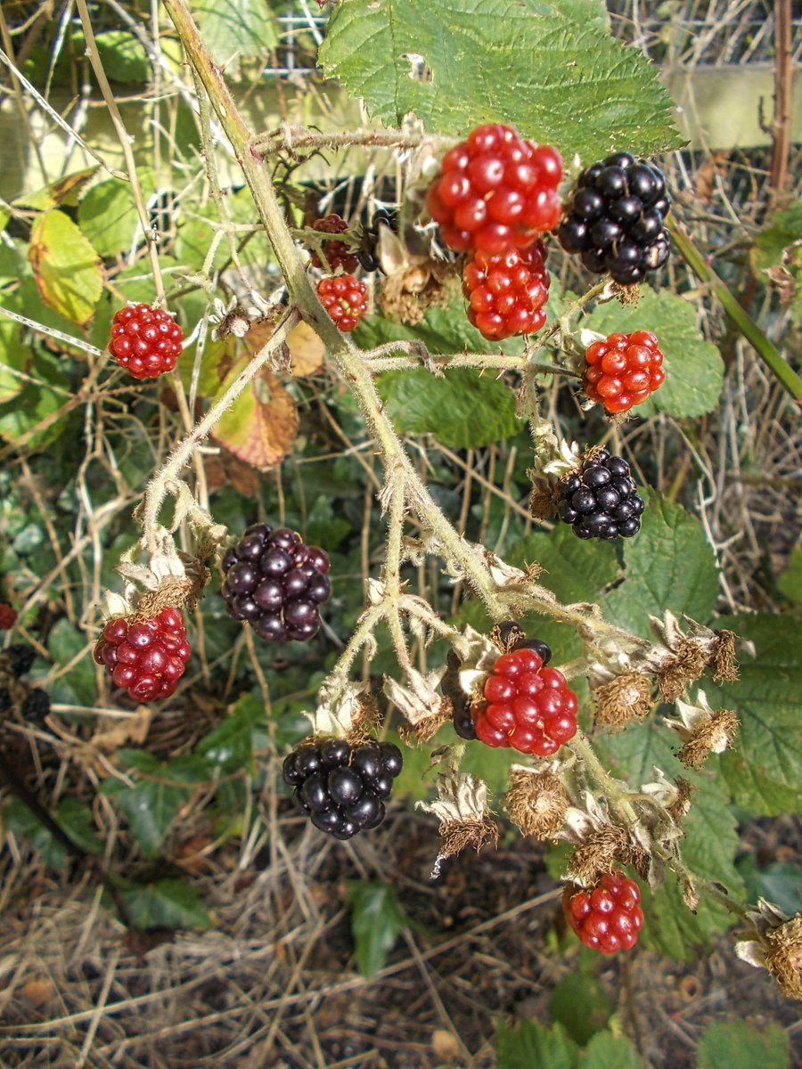 Last Day of Summer - before the thunderstorm started! 🌩️
terrytyler59.blogspot.com/2023/09/last-d…
#Photos #MondayBlogs