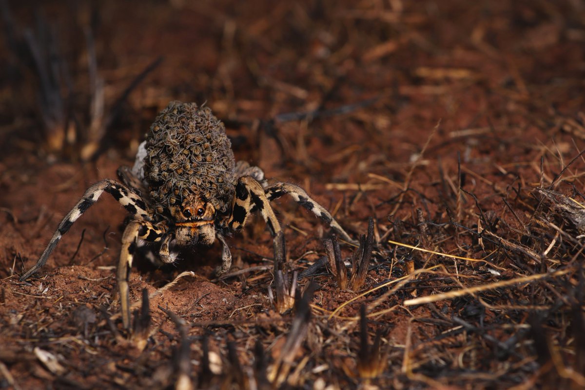MorenaNava99's tweet photo. Lycosa tarantula with its offspring found yesterday in Puglia, southern Italy. 
#arthropoda #arachnida #aranae #arachnids #spider #wildlife #macrophotography #spidersling https://t.co/OtLwysIP2b