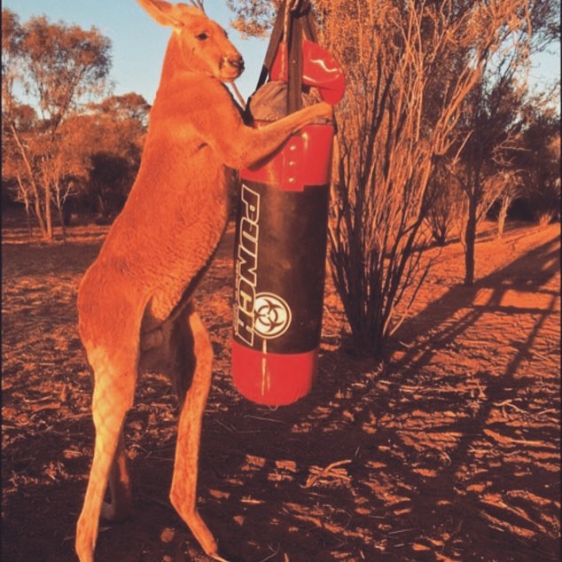 ROGER TOKEN tweet media