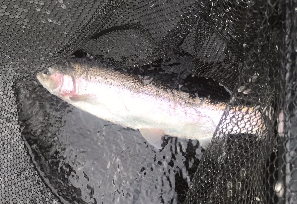 troutfishingman's tweet photo. Enjoyable day on Harelaw managed a few on drys 😃 https://t.co/L8ntjmGyDH